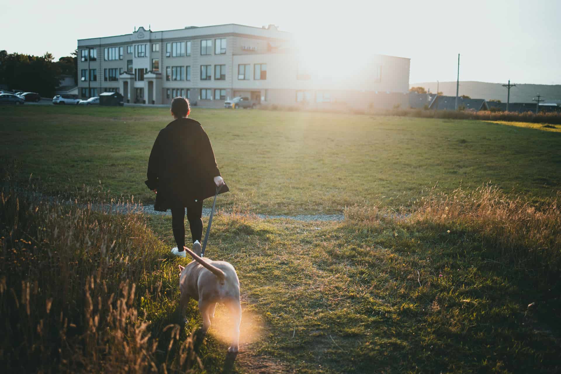 An owner crouching beside their dog on a walk in soft daylight