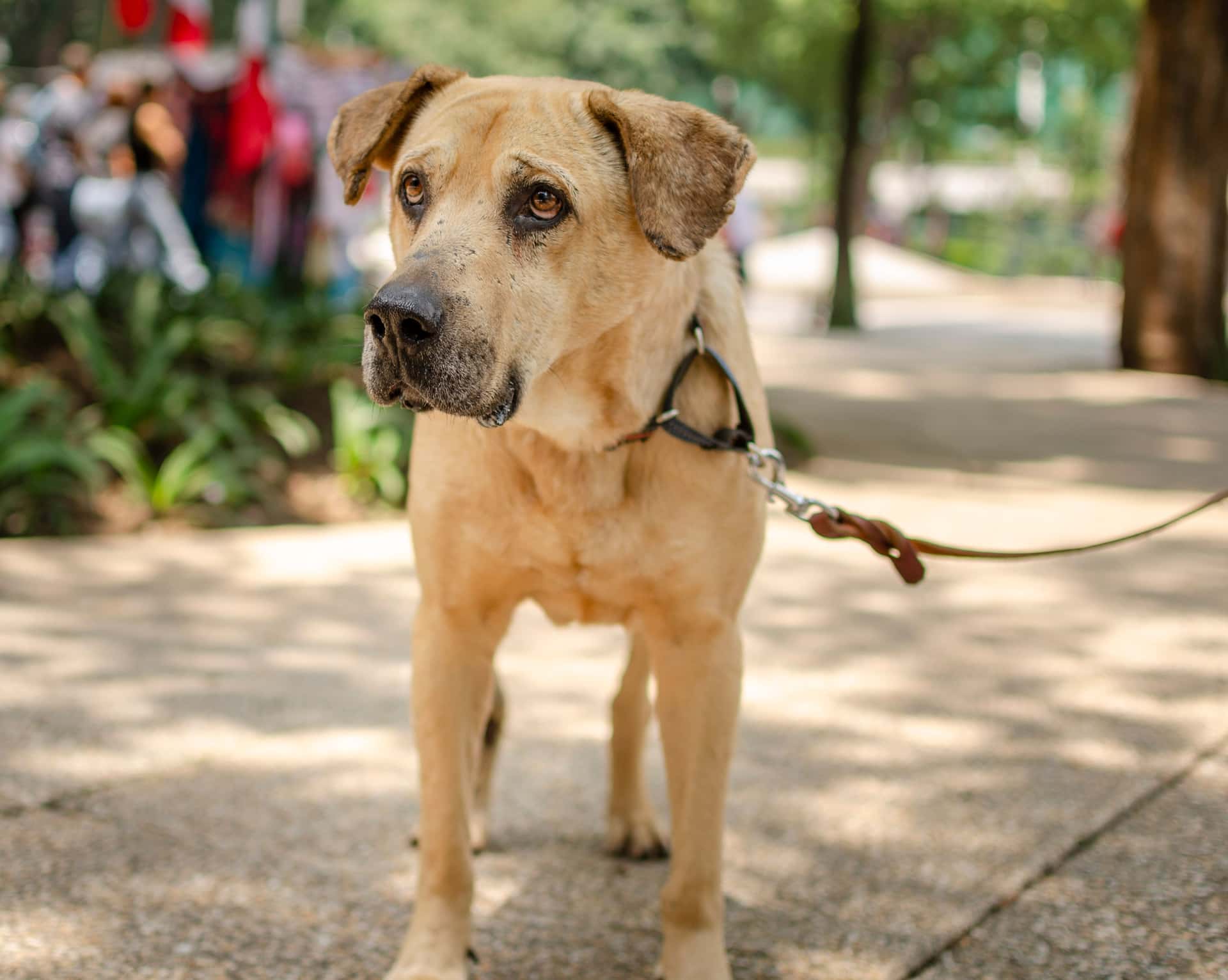 A large dog walking on a leash beside its owner outdoors