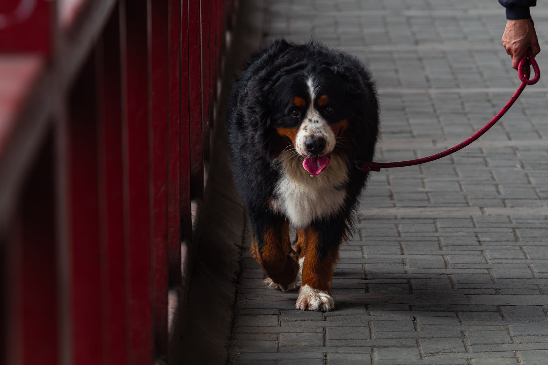 A hand holding a dog leash on an outdoor path