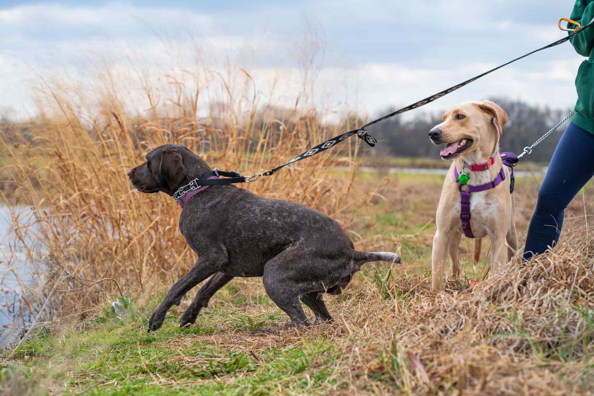 A dog leaning into its leash on a walk, pulling ahead of its owner