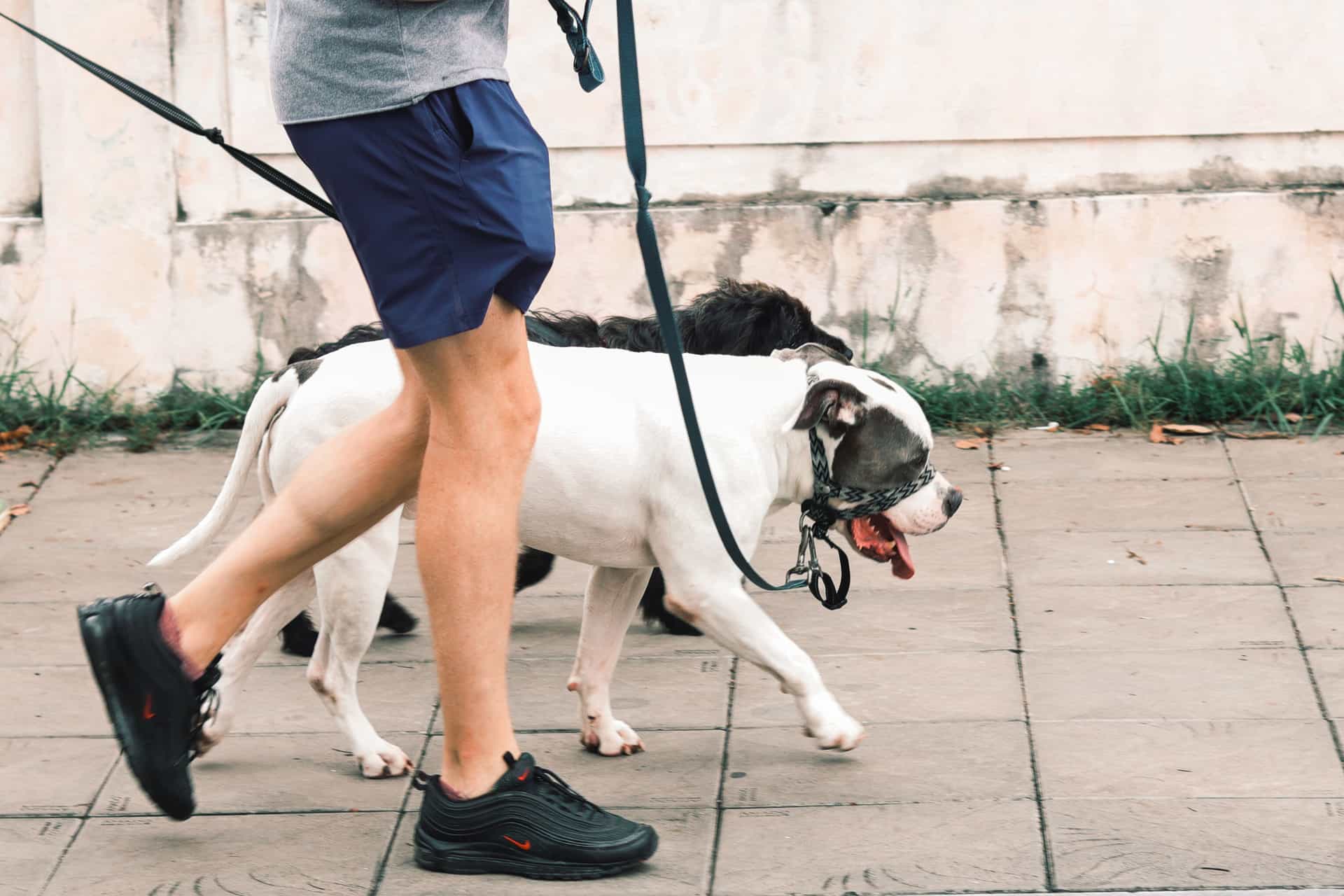 A dog walking calmly on a loose leash beside its owner